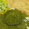 Frijoles verdes de primera calidad de Green Mung Beans para brotación con precio competitivo en oferta